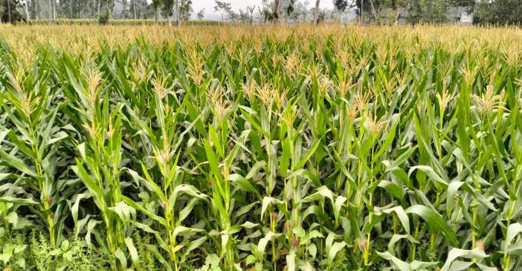  ঝিনাইগাতিতে গত বছরের তুলনায় এবার ভুট্টা চাষ বেশি